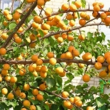 Zašto kajsija ne donosi plod: šta učiniti